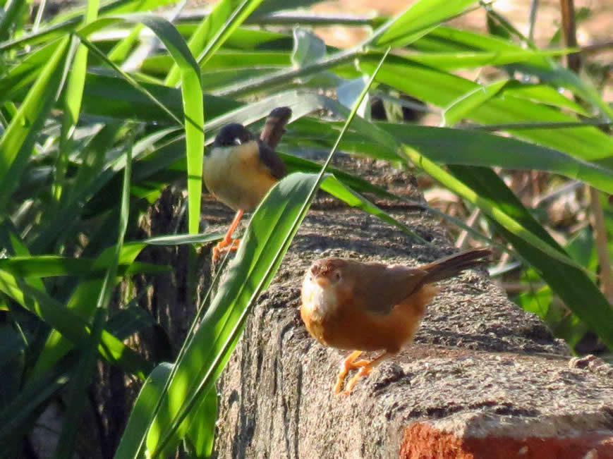 rufous bellied babbler